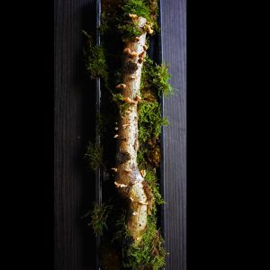 Nature inspired wall lighting decor – Piece of Forest by Marin Pura